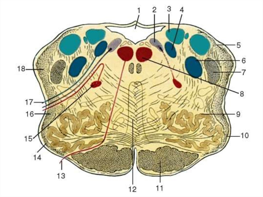 Строение продолговатого мозга на поперечном срезе ядра и проводящие пути схема