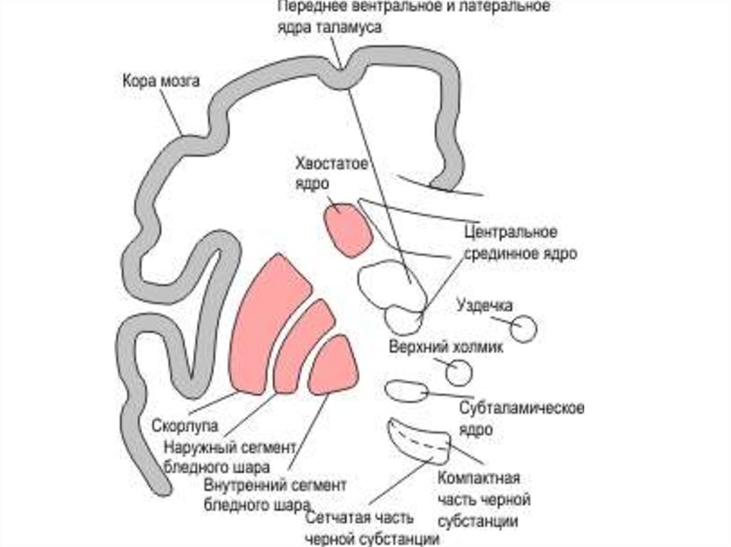 Базальные ядра схема