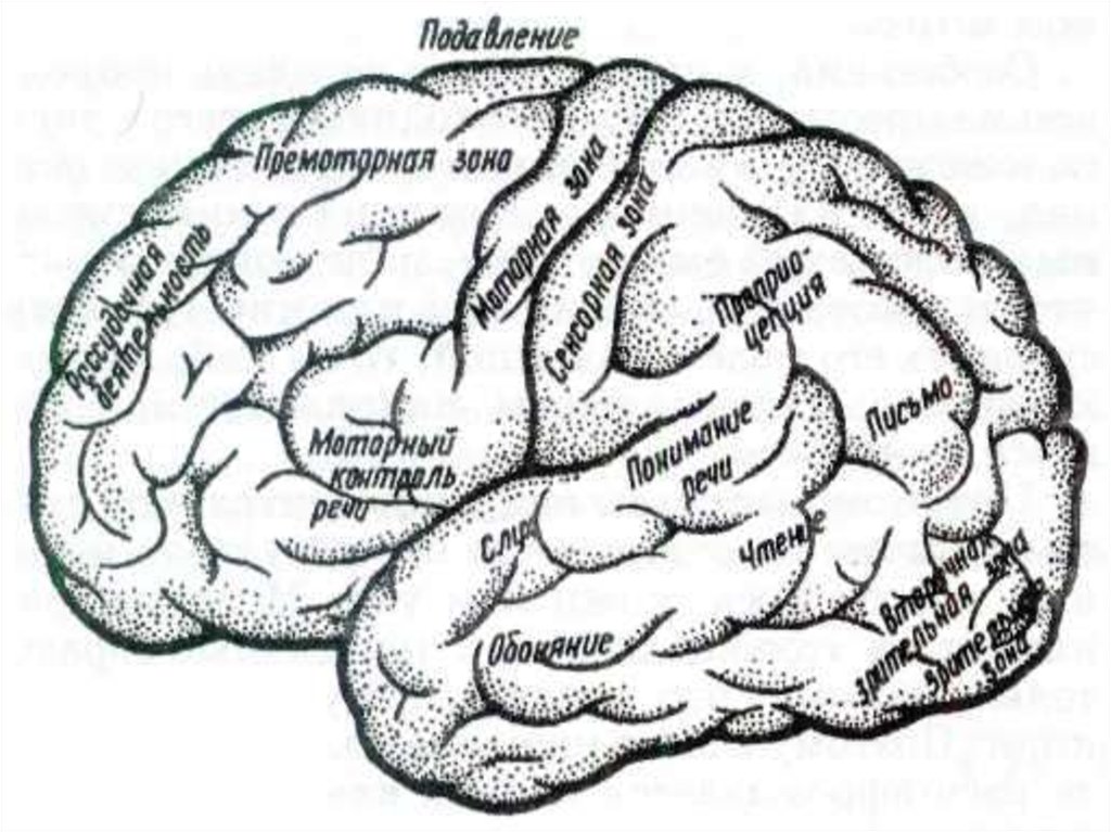 Наличие коры головного мозга. Дорсолатеральная зона коры головного мозга это. Изображение функциональных зон коры головного мозга. Функциональные зоны коры больших полушарий.