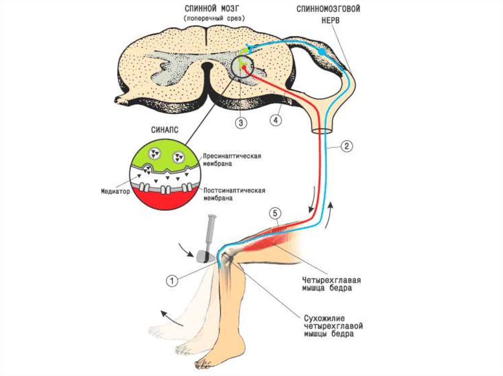 Примеры рефлексов головного мозга. Спинной мозг и схема коленного рефлекса. Спинальный рефлекс схема. Строение рефлекторных дуг спинальных рефлексов. Коленный рефлекс спинного мозга схема дуги.
