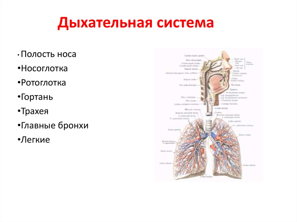 В какую систему органов входит гортань. Дыхательная система анатомия носовая полость. Дыхательная система трахея анатомия. Строение носовой полости носоглотки гортани трахеи. Носовая полость гортань трахея бронхи легкие.