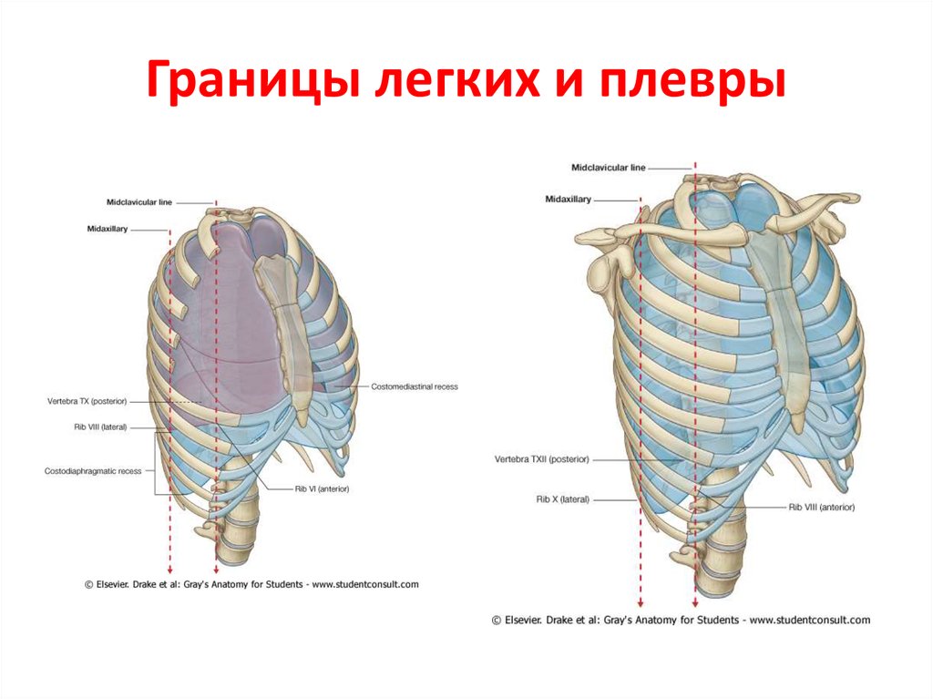 Задняя граница легких