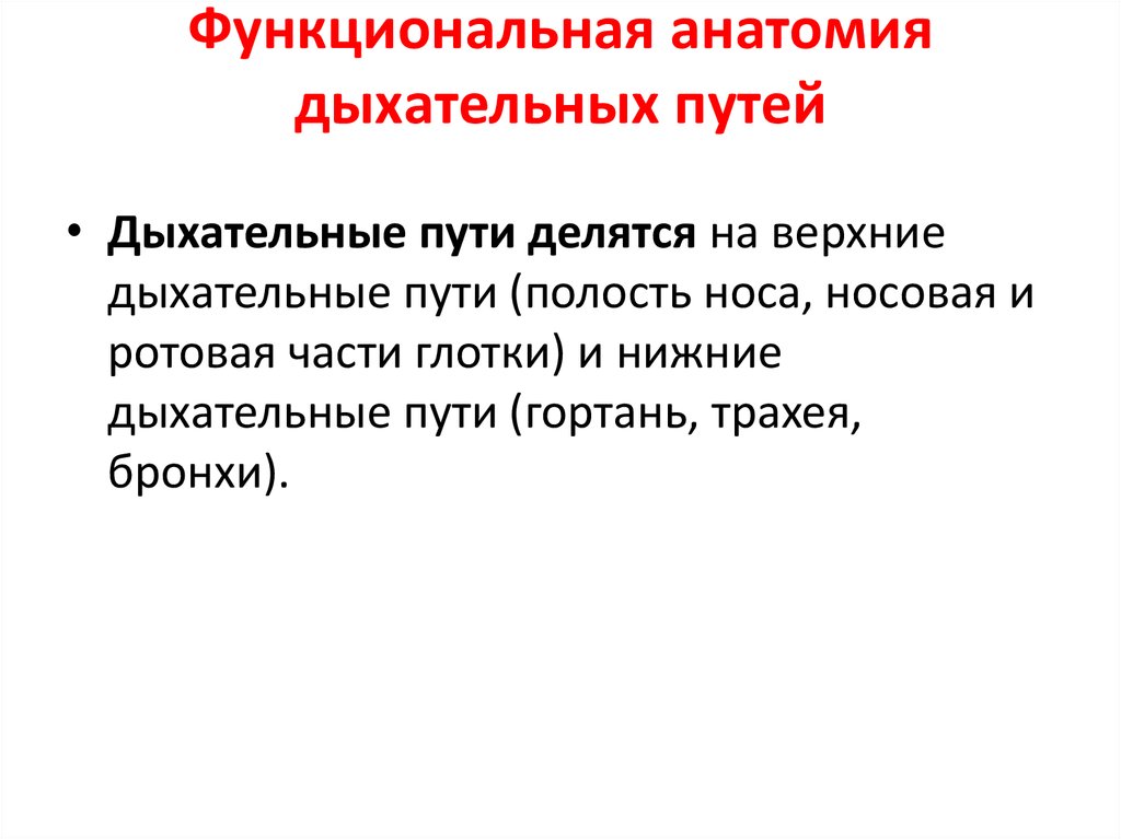 Функциональная анатомия дыхательной системы презентация