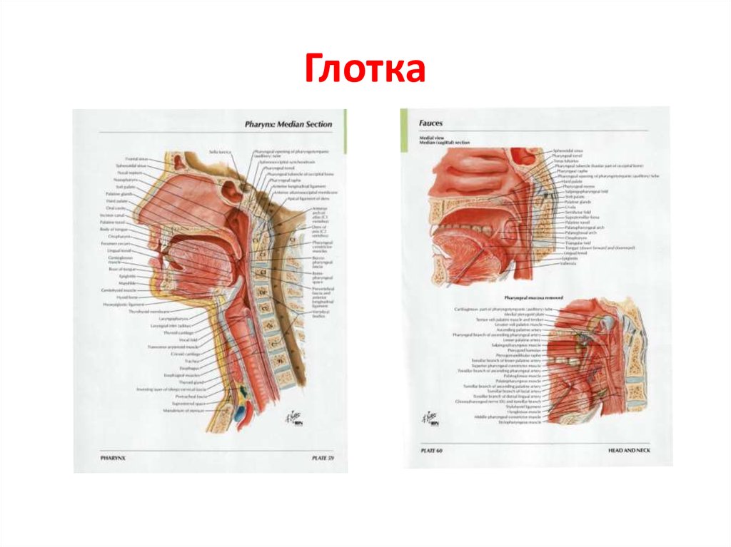 Строение носоглотки и ротоглотки человека фото и описание