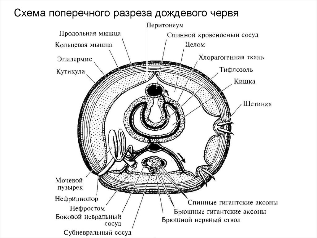 Поперечный срез червя. Схема поперечного разреза дождевого червя. Строение дождевого червя поперечный разрез. Схема поперечного разреза кольчатого червя. Схема кольчатого червя в разрезе.