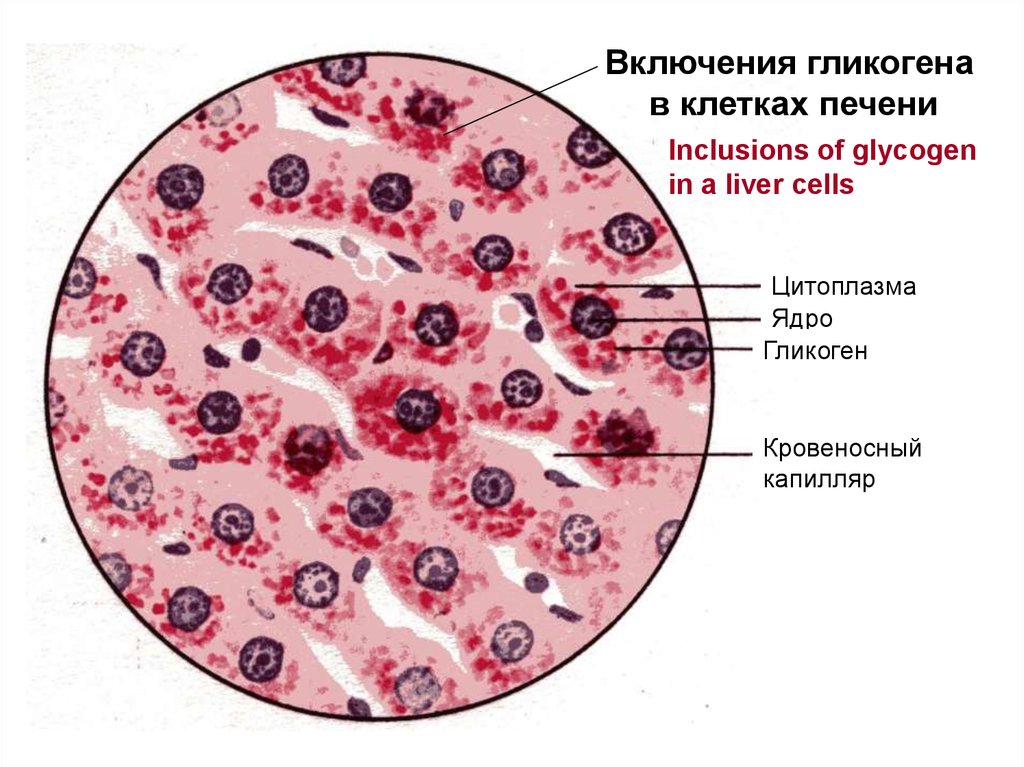 Гликоген в клетках печени