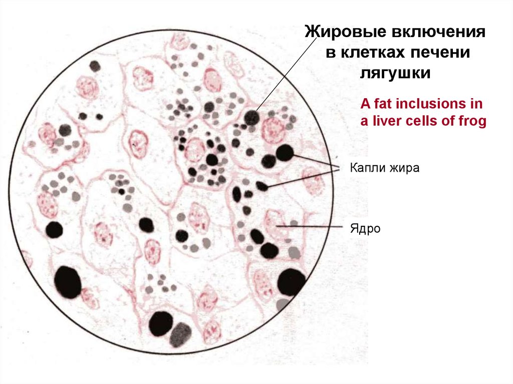 Включения гликогена в печени. Включения жира в клетках печени аксолотля. Жировые включения в клетках печени гистология препарат. Включения жира в клетках печени амфибии. Жировые включения в клетках печени рисунок.