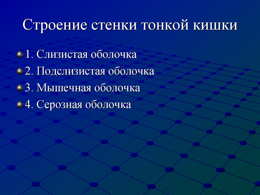 Строение стенки тонкой кишки