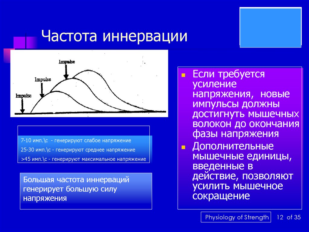 Максимальное напряжение мышц. Усиление напряжения мышц. Частота сокращения мышечного волокна. Частота импульсов для быстрых мышечных волокон. Какая частота импульсов необходима для быстрых мышечных волокон?.