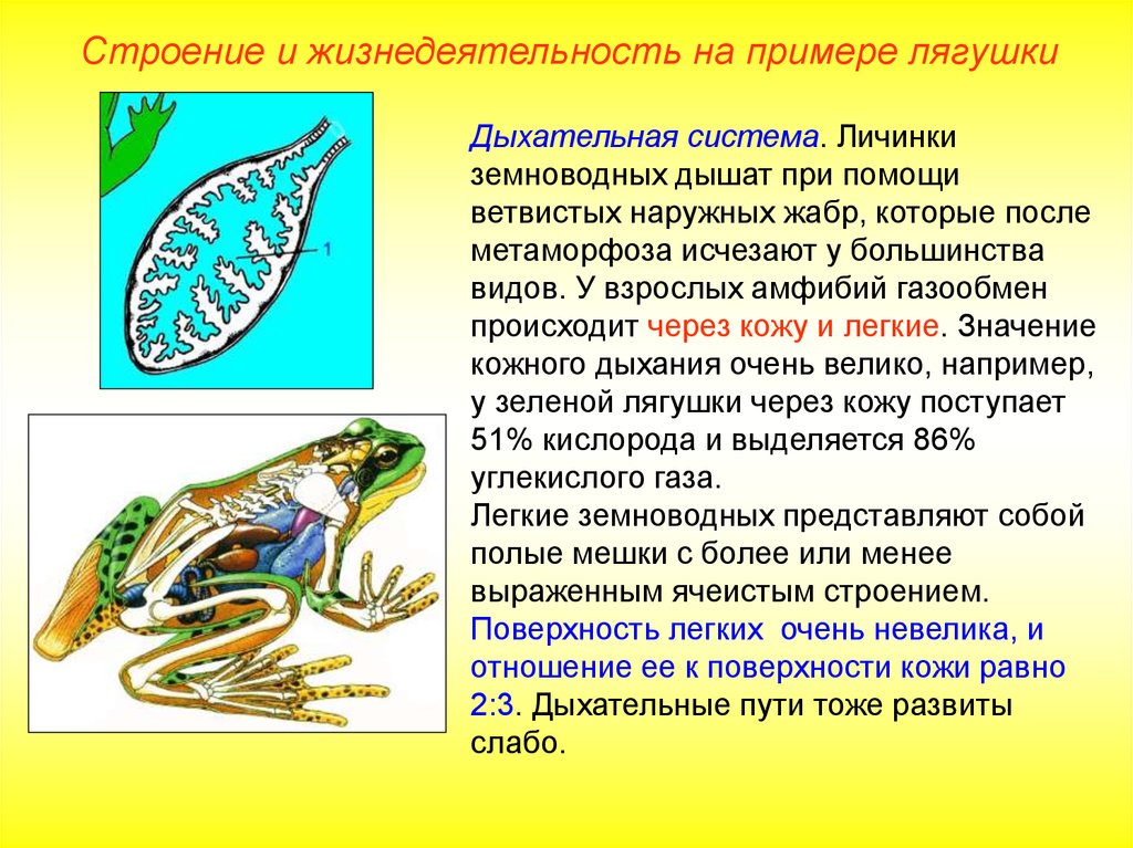 Какая схема верно отражает место земноводных среди других позвоночных животных