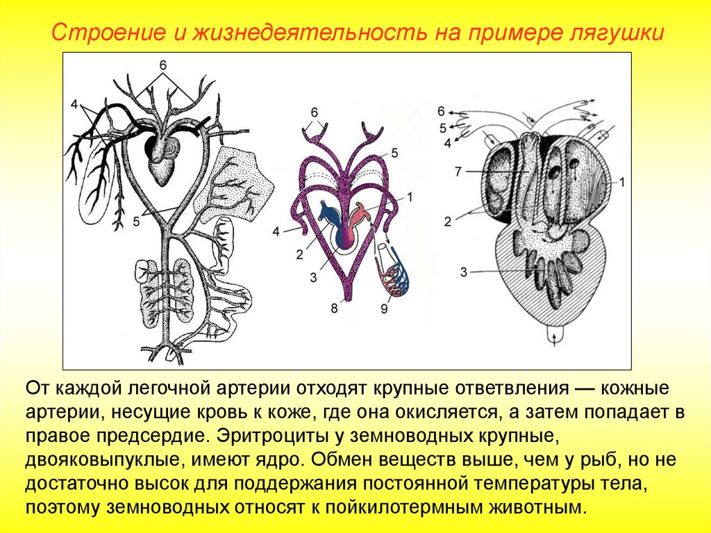 В желудочке земноводных находится кровь. Трёхкамерное сердце и два круга кровообращения. Сердце в кровеносной системе лягушек. Строение сердца лягушки. Желудочек сердца лягушки.