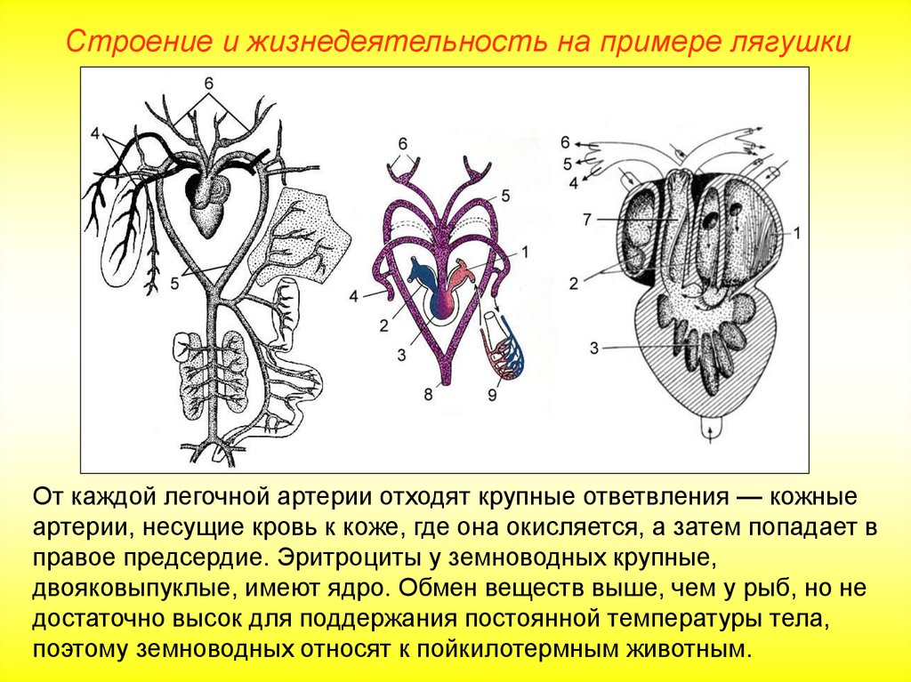 Какой цифрой на рисунке обозначена легочная артерия. Сердце в кровеносной системе лягушек. Строение сердца лягушки. Сосуды отходящие от сердца у земноводных. Сердце лягушки анатомия.