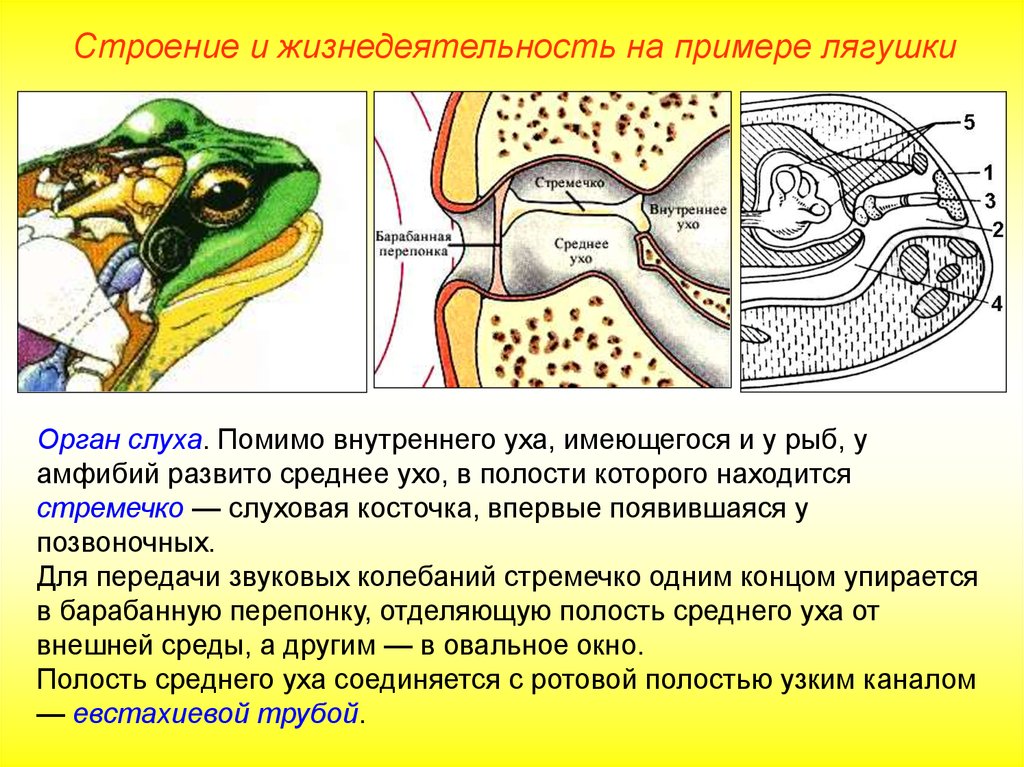 Полость земноводных. Строение уха земноводного ЕГЭ. Орган слуха лягушки строение. Строение среднего уха амфибий. Функции среднего уха у лягушки.