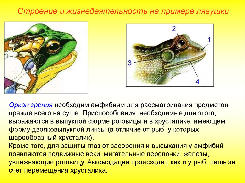 Приспособление лягушки к жизни. Земноводные веки и слезные железы. Строение органа зрения лягушки. Строение органа слуха земноводных ЕГЭ. Строение глаза земноводных.