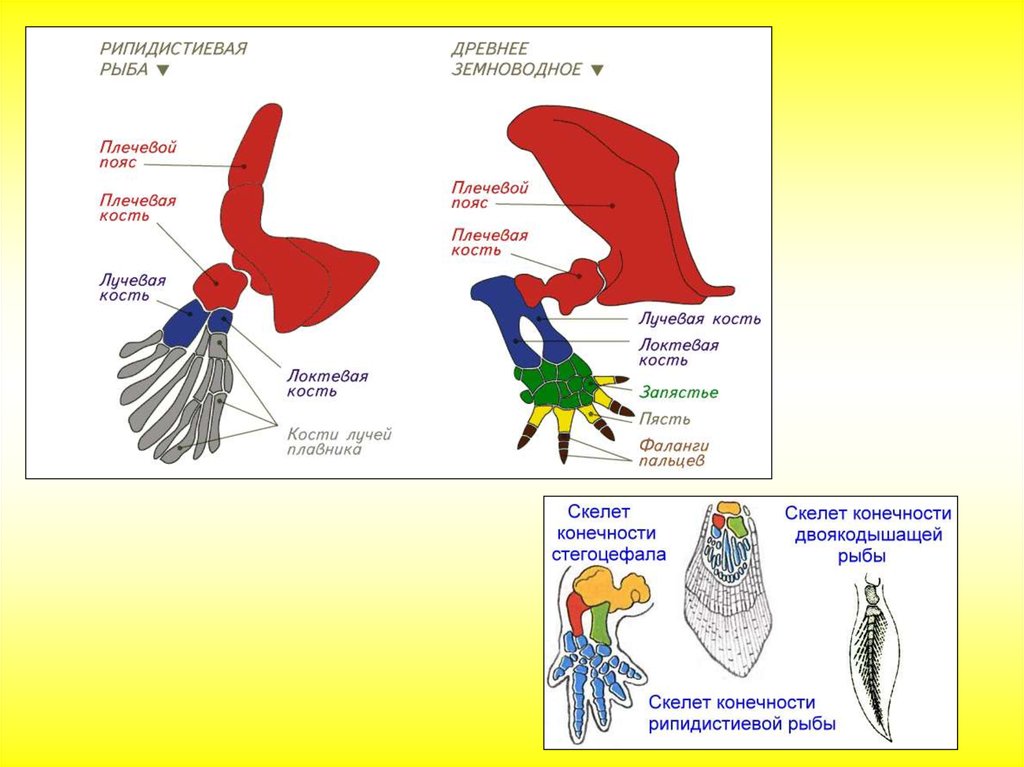 Конечности рыб. Строение передних конечностей рыбы. Скелет конечностей рыб. Строение конечностей двоякодышащей рыбы.