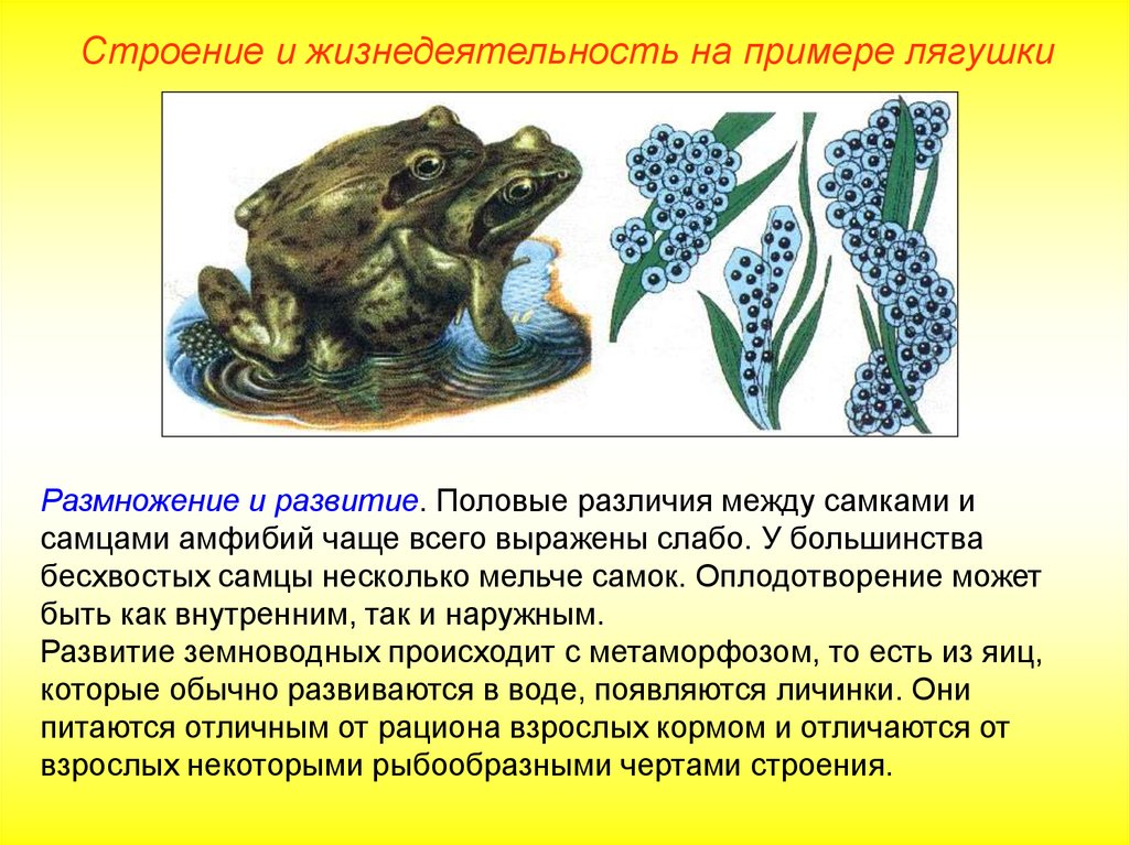 Различие лягушки и рыбы. Размножение бесхвостых земноводных. Размножение лягушек 2 класс. Размножение земноводных лягушек. Размножение амфибий лягушки.