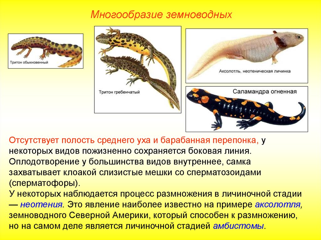 Земноводные презентация огэ