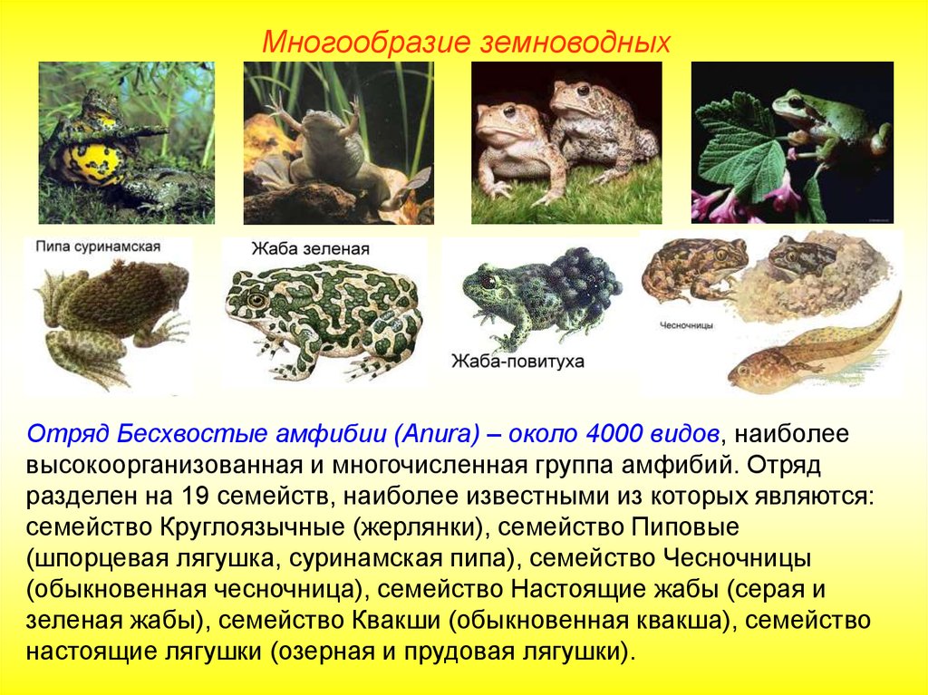 Класс земноводные многообразие. Многообразие земноводных 7 класс биология. Многообразие земноводных отряд бесхвостые. Отряд безногие хвостатые бесхвостые земноводные. Многообразие земноводных презентация.