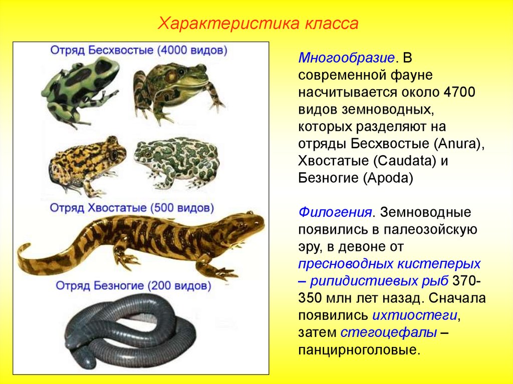 Классы животных земноводные. Класс земноводные (Amphibia). Бесхвостые и хвостатые амфибии таблица. Отряд безногие отряд хвостатые отряд бесхвостые таблица. Земноводные хвостатые бесхвостые безногие.