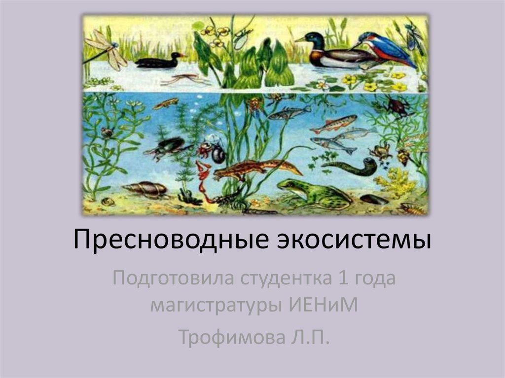 Водная экосистема презентация