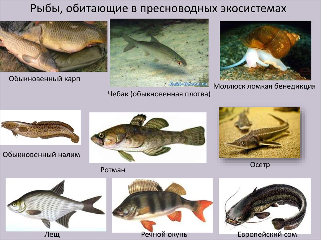 Какие животные пресноводные. Пресноводные экосистемы. Животные пресноводных экосистем. Обитатели пресноводной экосистемы. Экосистема рыб.