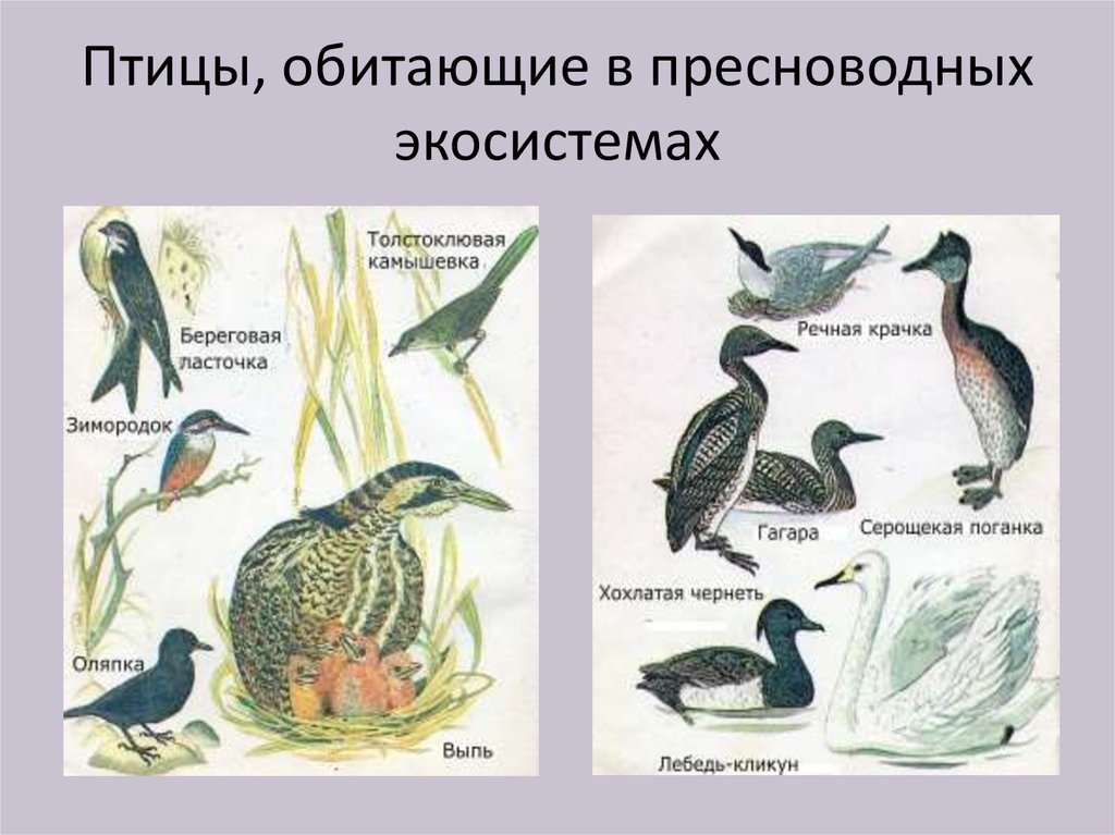 К какой экологической группе относится гусь. Многообразие птиц. Экологические группы птиц. Экосистема птиц. Наземные птицы.