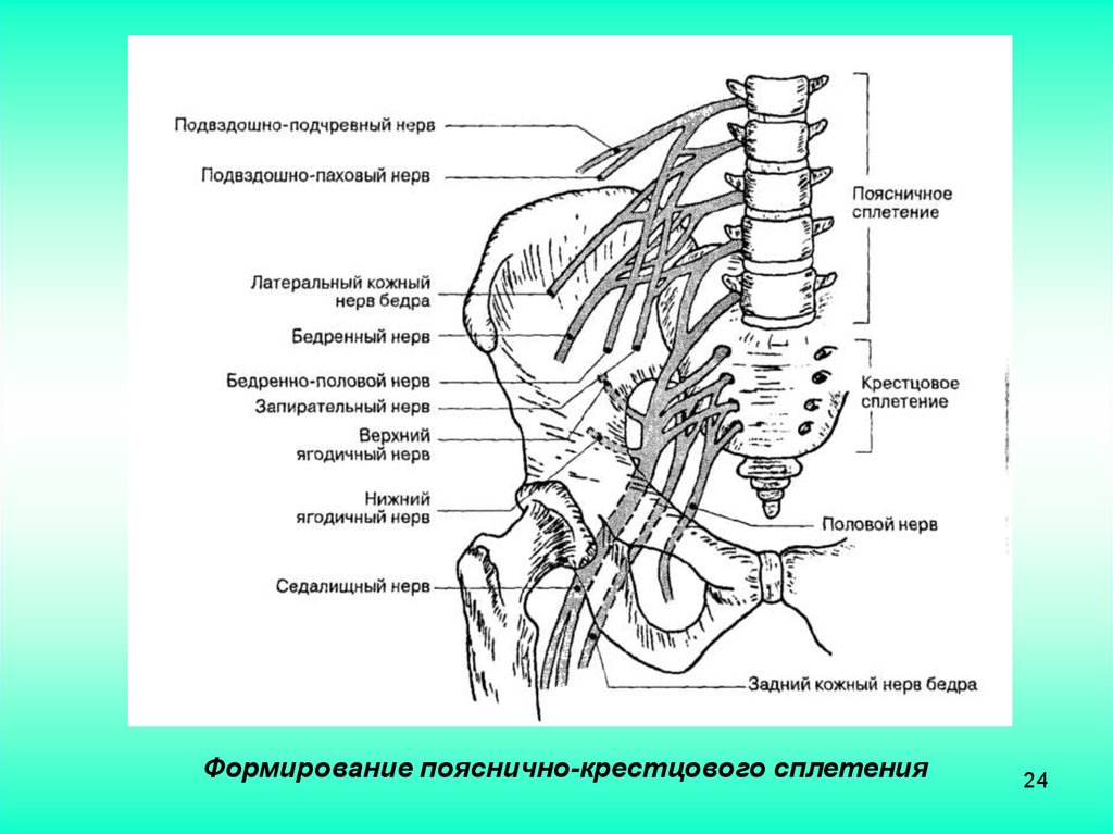 Половой нерв у мужчин симптомы. Пояснично-крестцовое сплетение схема с обозначениями. Схема нервов пояснично крестцового отдела. Ветви крестцового сплетения схема. Половая ветвь бедренно полового нерва.