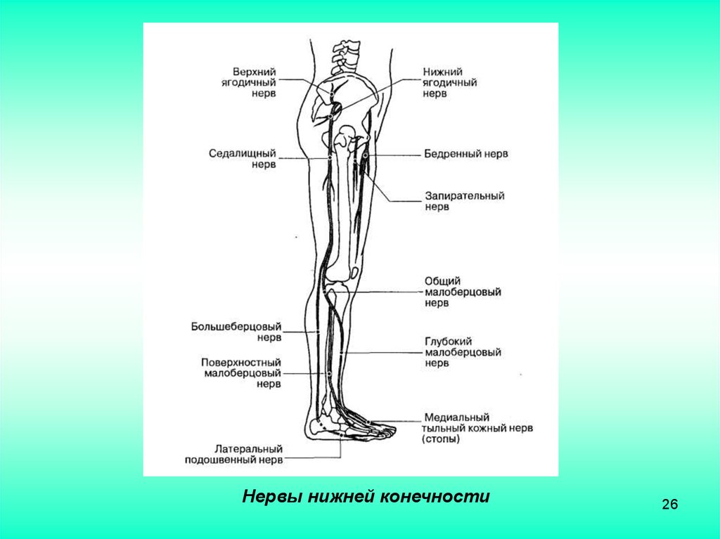 Нервы ноги. Нервная система нижних конечностей человека анатомия. Иннервация седалищного нерва на схеме. Иннервация нижней конечности анатомия схема. Зона иннервации запирательного нерва.