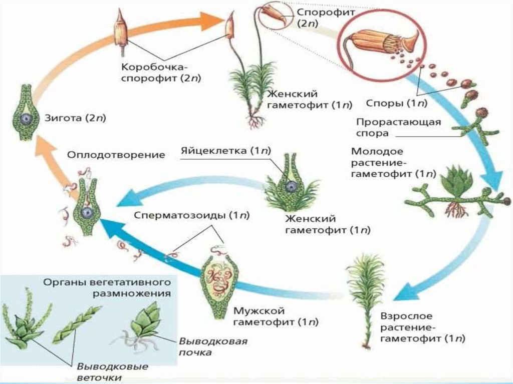 Бесполое и половое поколение растений. Жизненный цикл гаметофита и спорофита. Жизненный цикл растения спорофит на схеме. Стадии жизненного цикла Кукушкина льна. Жизненный цикл мхов гаметофит спорофит.