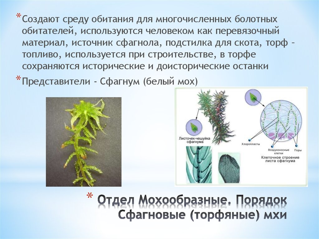 Сфагнум наземно воздушный. Мох сфагнум среда обитания. Среда обитания у растения сфагнум. Сфагнум строение. Среда обитания моховидных.