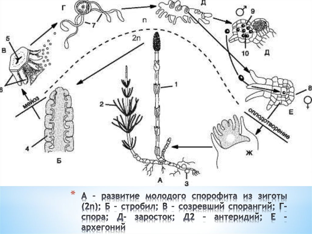 Схема развития хвоща