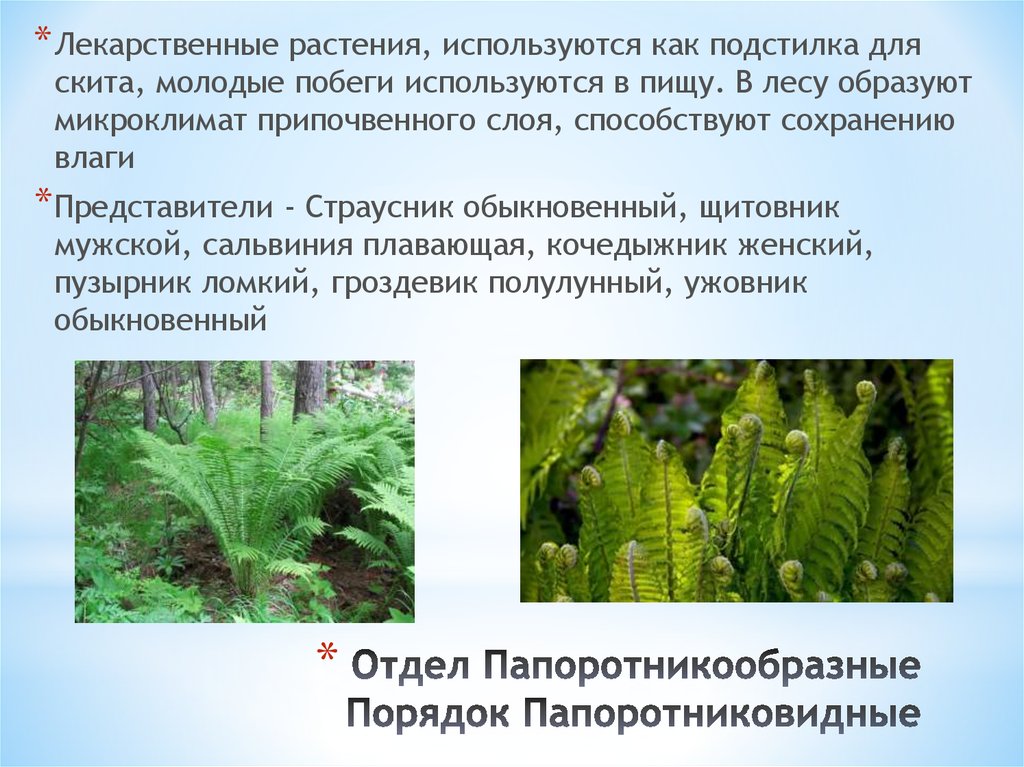 Какие жизненные формы папоротников. Орляк обыкновенный отдел. Папоротник страусник кочедыжник. Представители папоротников орляк. Классификация папоротника орляка.