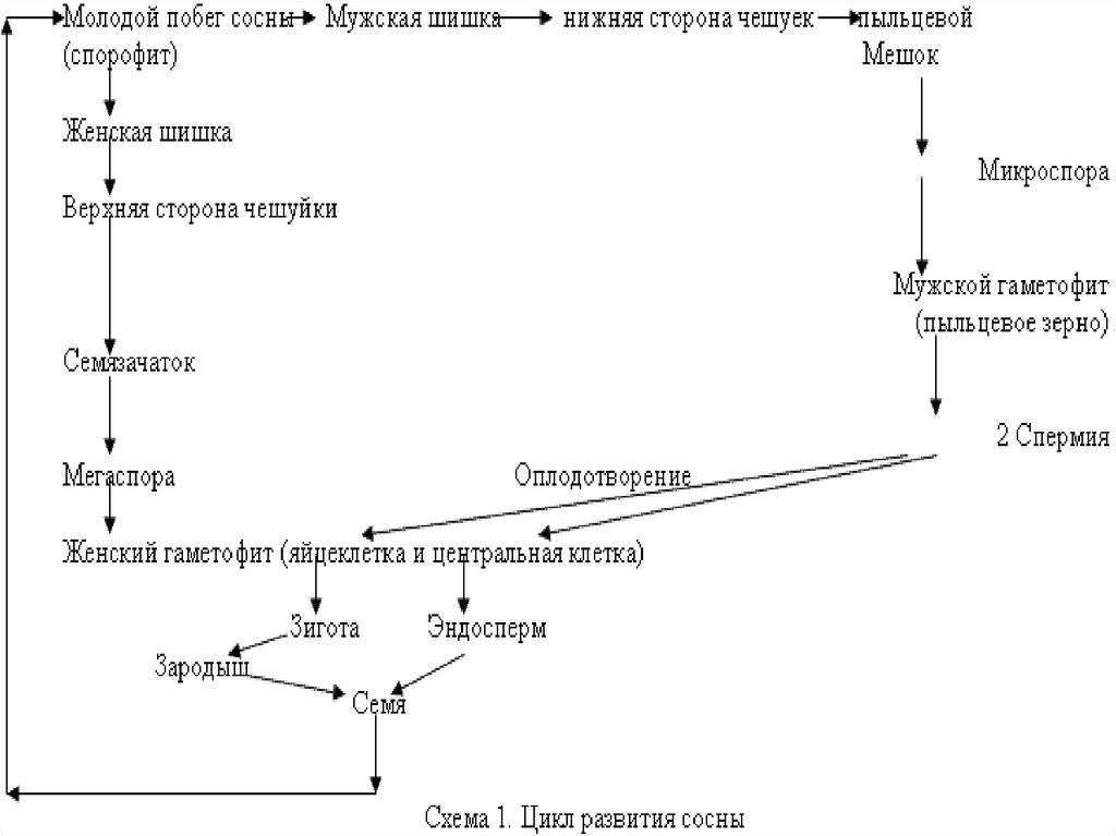 Цикл развития сосны 7 класс. Цикл развития сосны. Размножение сосны обыкновенной схема. Цикл развития сосны черн. Цикл рождение сосны схема.