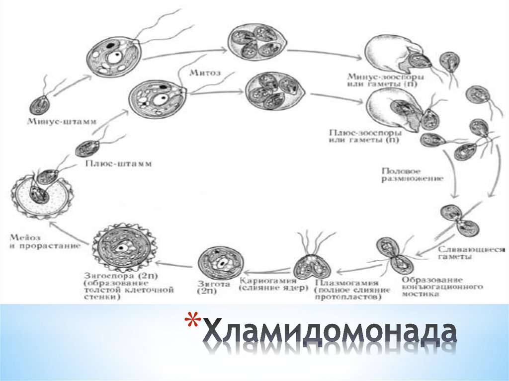 Каким номером на рисунке обозначено мейотическое деление в жизненном цикле хламидомонады