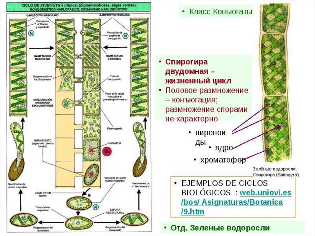 Хроматофор растений. Конъюгация спирогиры схема. Жизненного цикла водоросли Spirogyra. Размножение спирогиры схема. Цикл развития спирогиры схема.