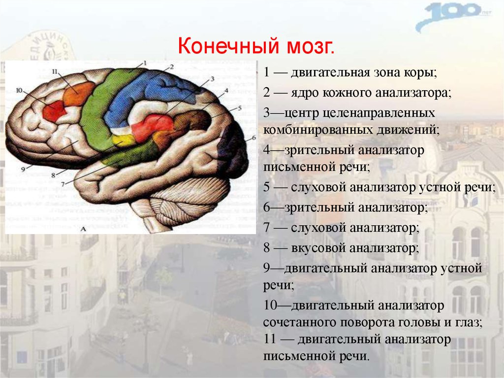 Конечный мозг анатомия презентация