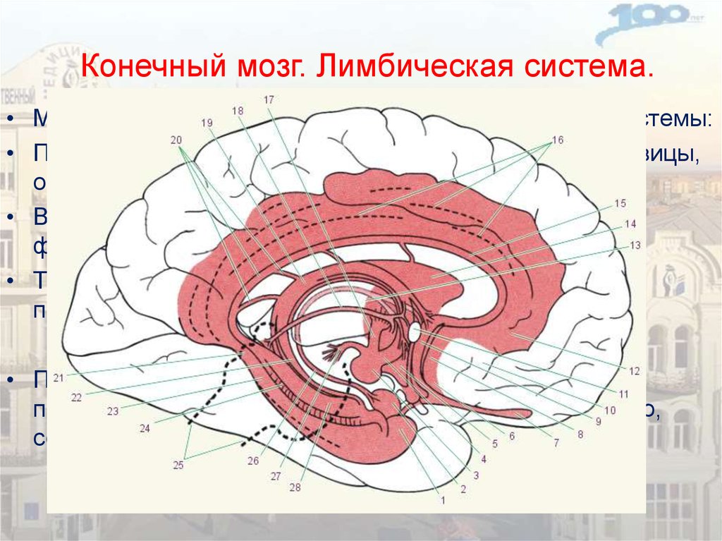 2 системы мозга. Лимбическая кора головного мозга. Кора головного мозга лимбическая система. Лимбическая система головного мозга гиппокамп. Конечный мозг лимбическая система.