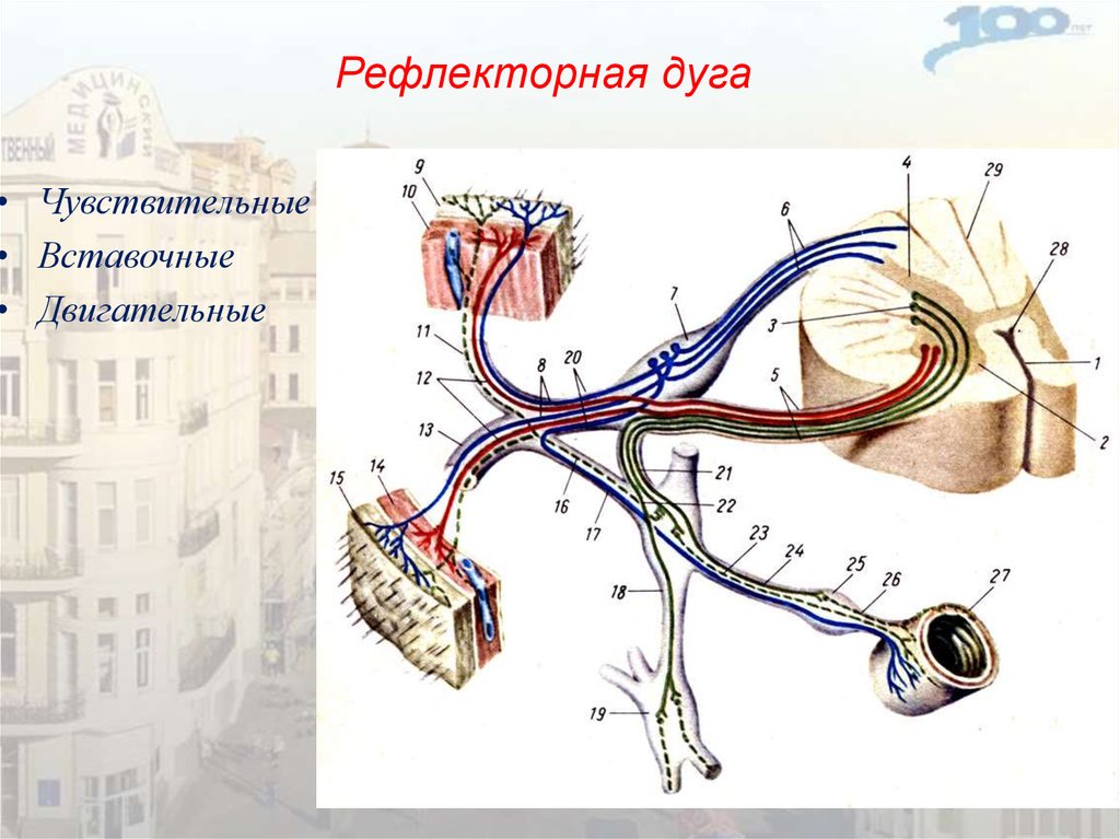 Рефлекторная дуга фото