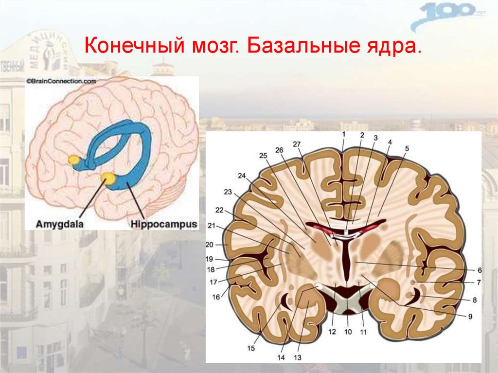 Подкорковые ядра полушарий. Базальные подкорковые ядра. Базальные ядра конечного мозга. Базальные ядра головного мозга анатомия. Подкорковые ядра головного мозга анатомия.
