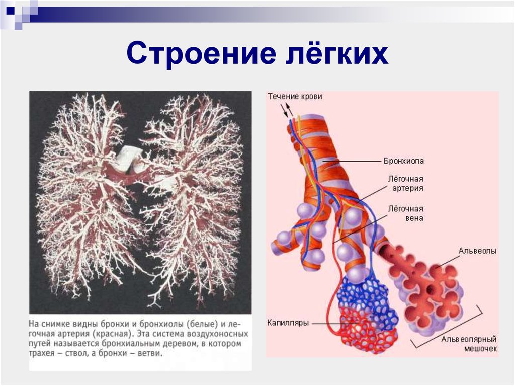 Презентация строение легких