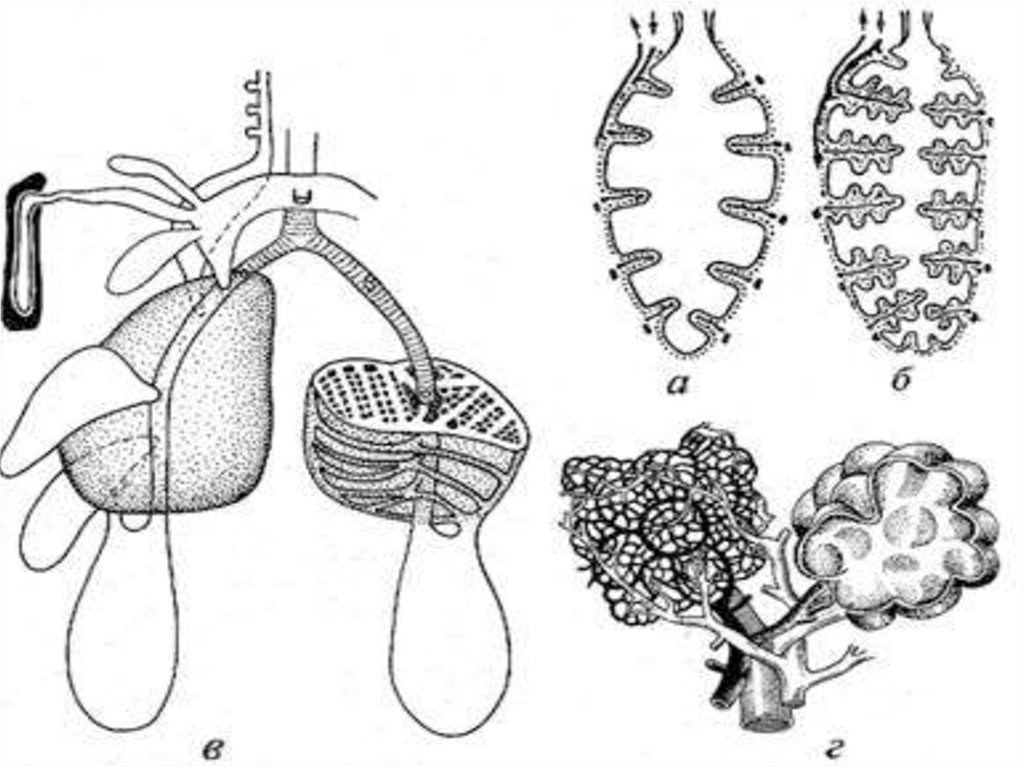 Легкие классов позвоночных. Дыхательная система позвоночных. Филогенез дыхательной системы позвоночных. Эволюция дыхательной системы позвоночных. Эволюция органов дыхания у позвоночных животных.