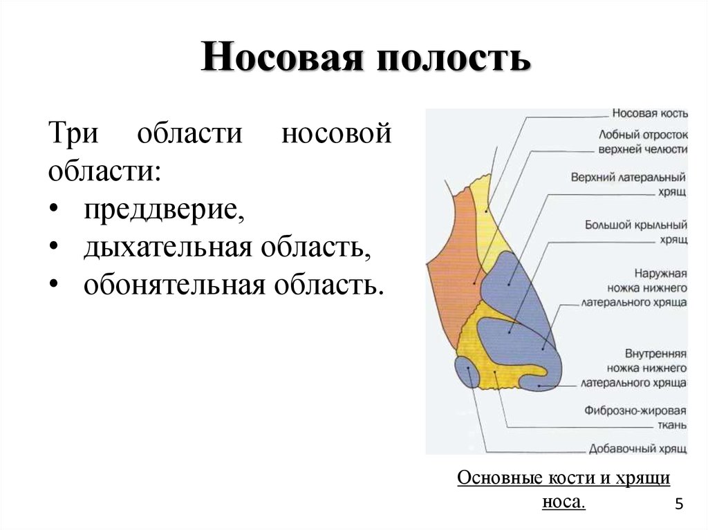 Обонятельной областью полости носа является