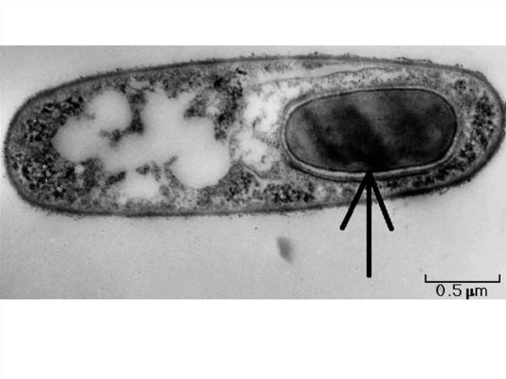 Спора бактерий картинки