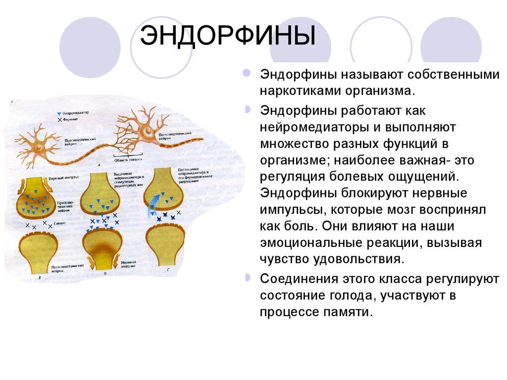 Где эндорфины. Эндорфин гормон вырабатывается. Нейромедиатор Эндорфин функции. Эндорфин гормон счастья. Эндорфины это гормоны.