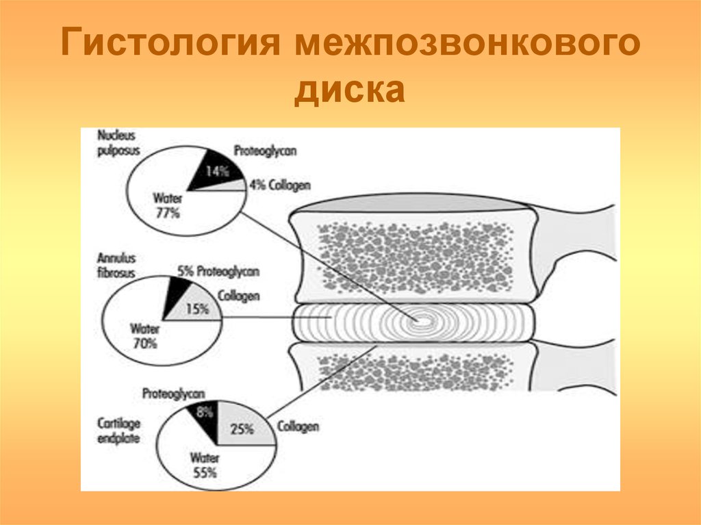 Гистология межпозвонкового диска