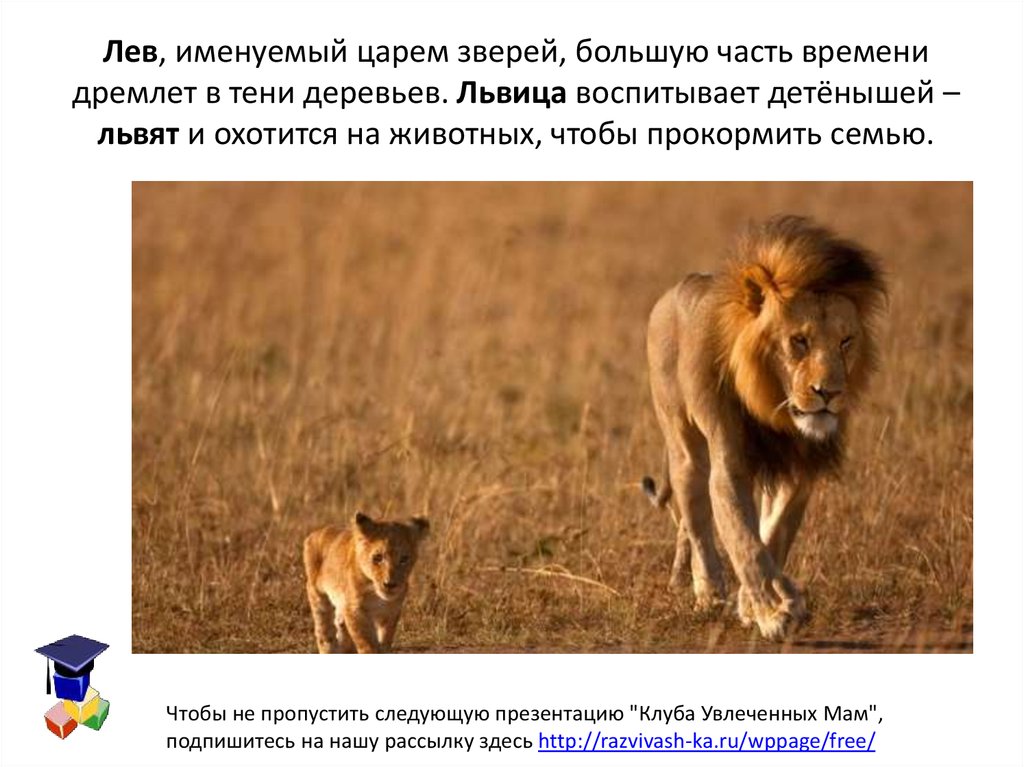 Воспитана львом. Воспитание Льва. Как львы воспитывают детей. Львица картинка для презентации с описанием. Как животные воспитывают потомство 2 класс.