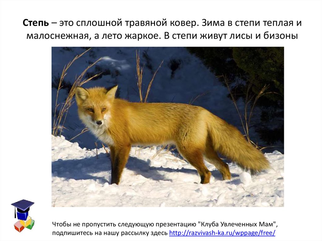 Сколько лет живут лисы. Лиса обитающие в Амурской области. Сколько в среднем живут лисы. Лиса обитающая в Пермском крае. Колонок живет в степи.