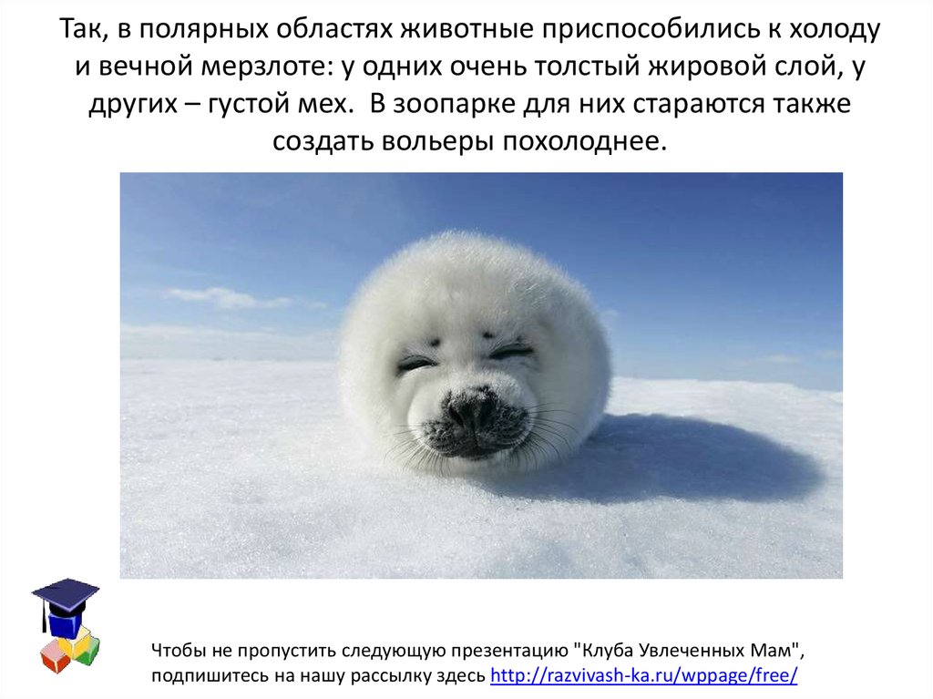 Холодно полярный 3. Животные которые приспособились к холоду. Животные приспособленные к холодным. Как животные приспосабливаются к холоду. Животные приспособленные к холодному климату.