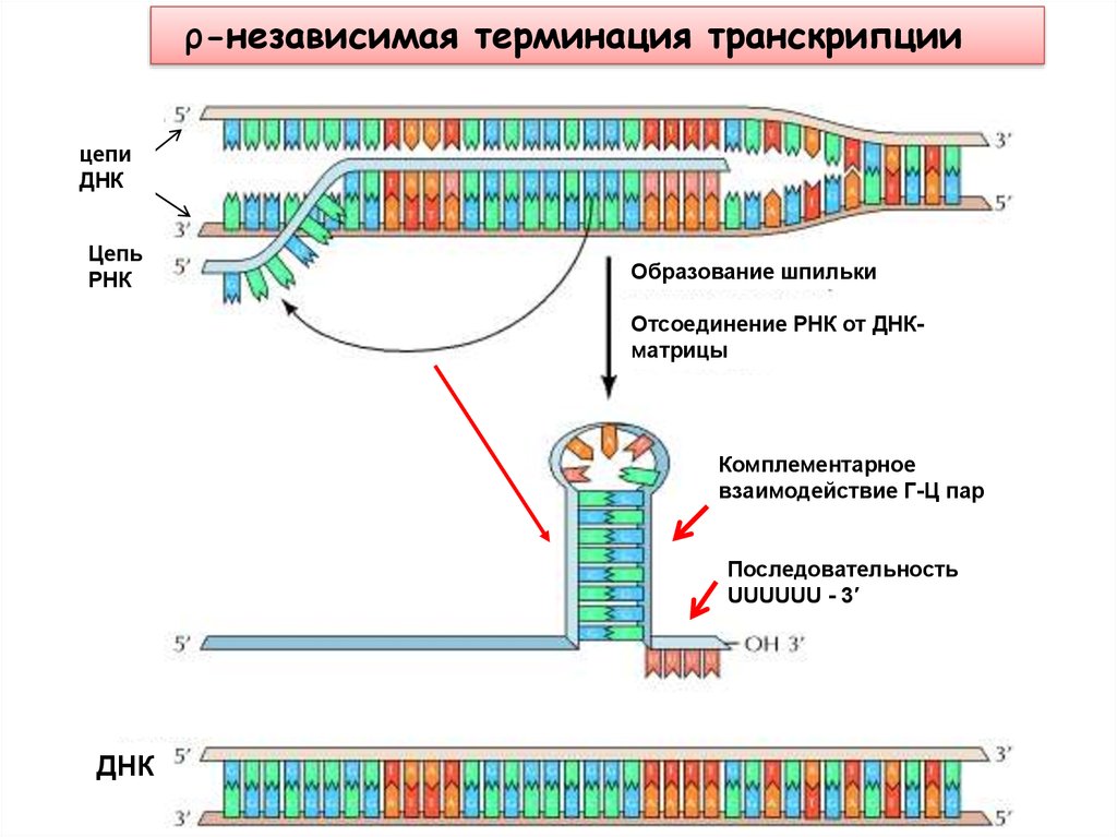 Механизм транскрипции. Терминация репликации ДНК схема. Механизмы терминации транскрипции. Терминация репликации биохимия. Механизм транскрипции РНК.