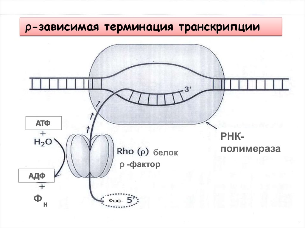 Механизм транскрипции. Терминация транскрипции у прокариот. РО зависимая терминация транскрипции. Rho-зависимая/независимая терминация транскрипции. Терминация транскрипции схема.